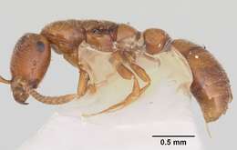 Image of Apomyrma