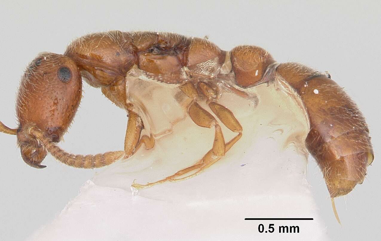 Apomyrma resmi