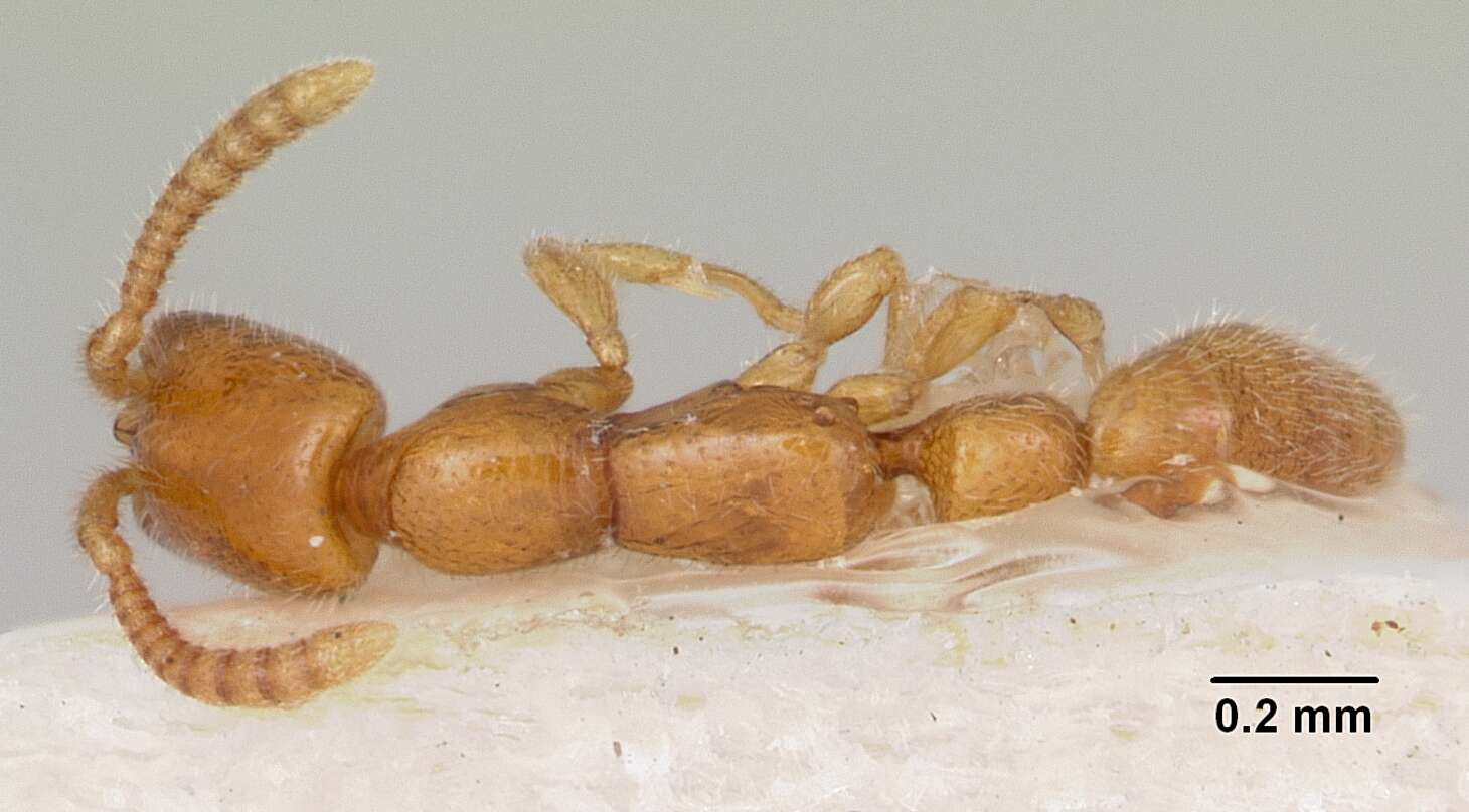 Apomyrma resmi