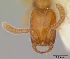 Apomyrma resmi