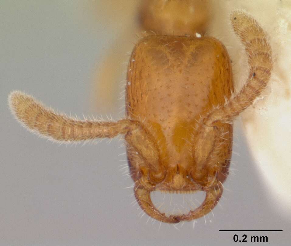 Apomyrma resmi