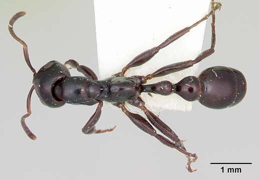 Tetraponera nigra (Jerdon 1851) resmi