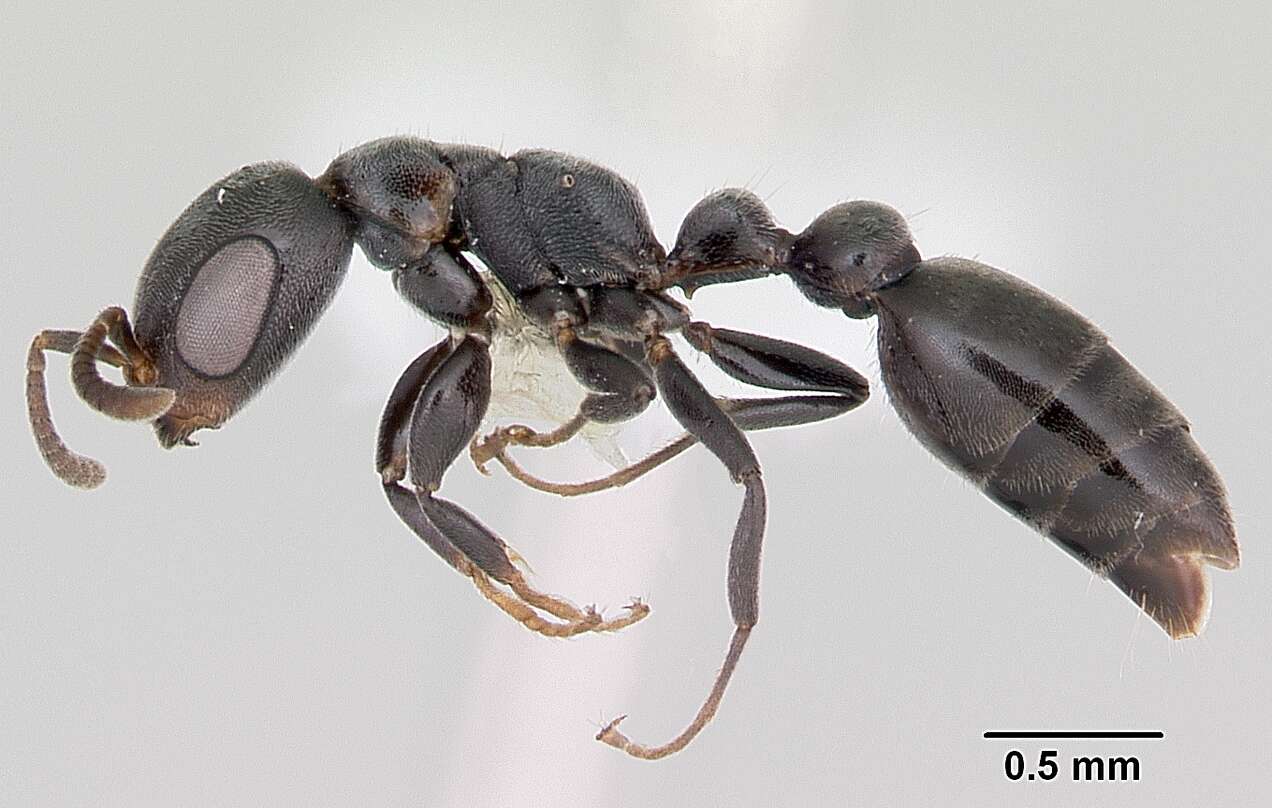 Image of Pseudomyrmex caeciliae (Forel 1913)