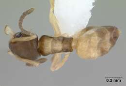 Image of Ant