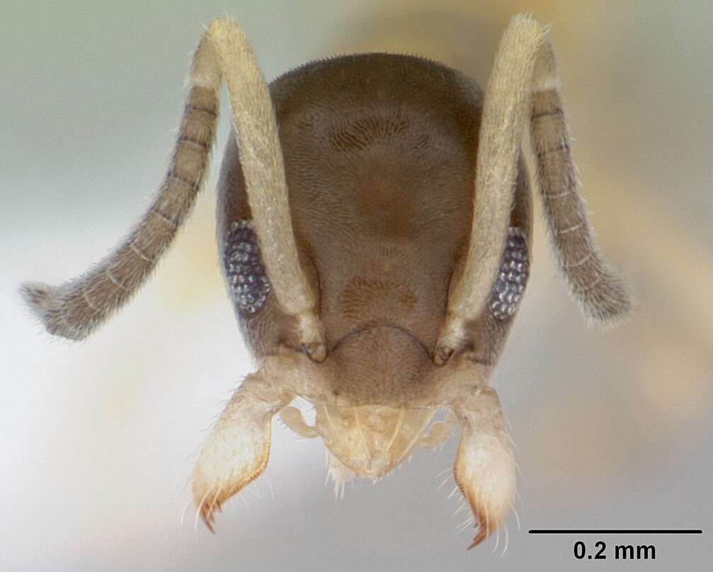 Image of Ant