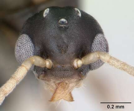 Image of Technomyrmex vitiensis