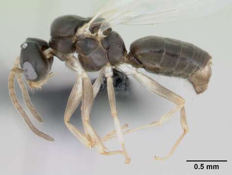 Image of Technomyrmex vitiensis