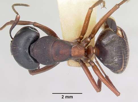 Plancia ëd Camponotus