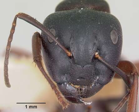 Image of Carpenter ant