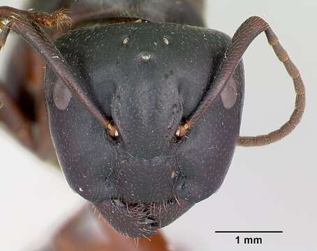 Plancia ëd Camponotus