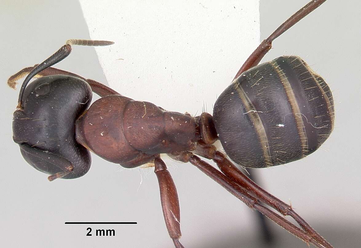 Plancia ëd Camponotus novaeboracensis (Fitch 1855)