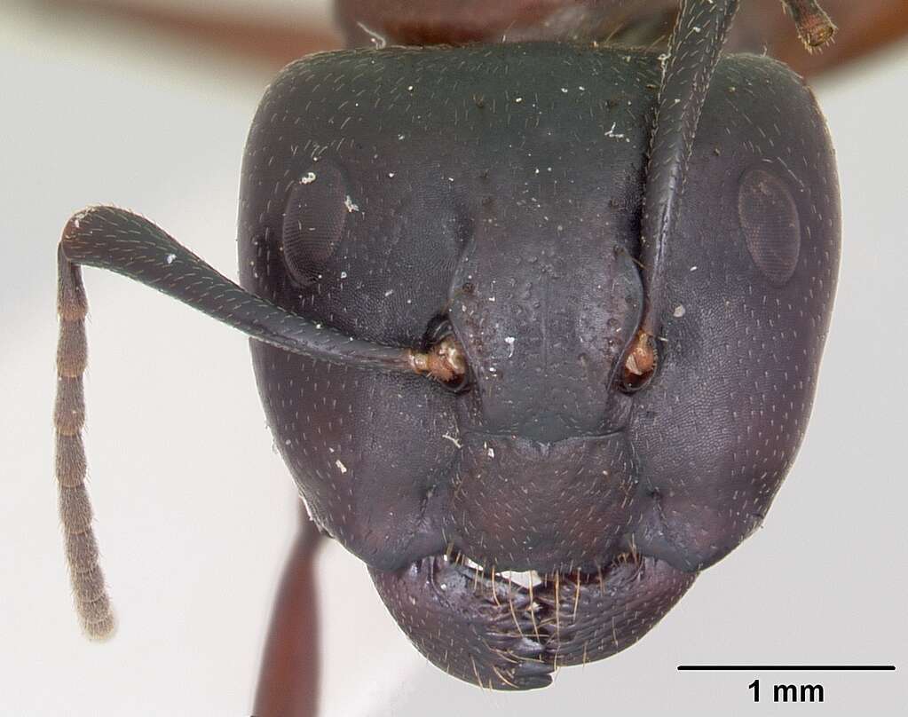 Plancia ëd Camponotus novaeboracensis (Fitch 1855)