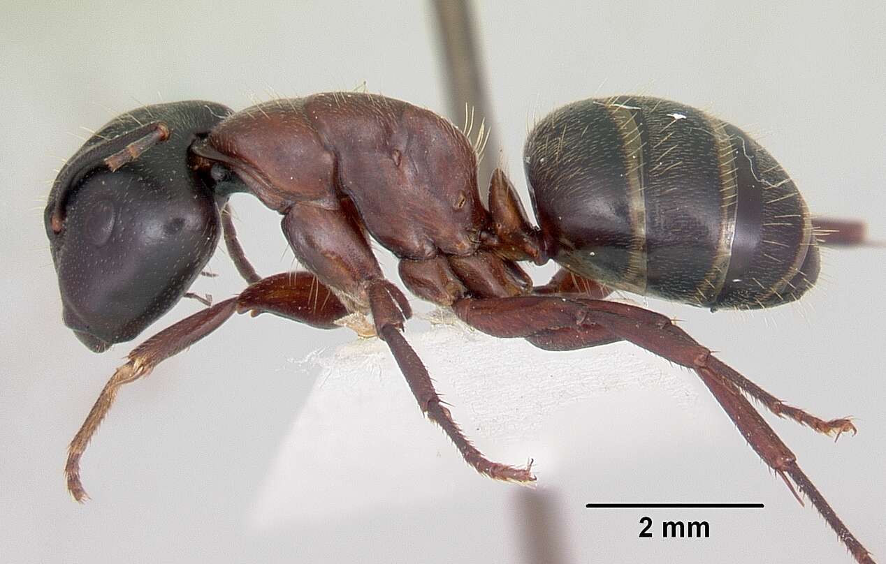 Plancia ëd Camponotus novaeboracensis (Fitch 1855)