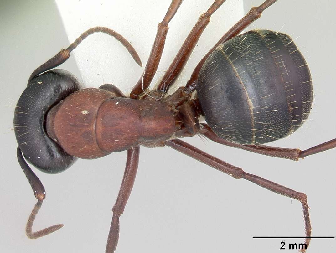 Image of Camponotus novaeboracensis (Fitch 1855)