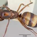 Image of Camponotus subbarbatus Emery 1893