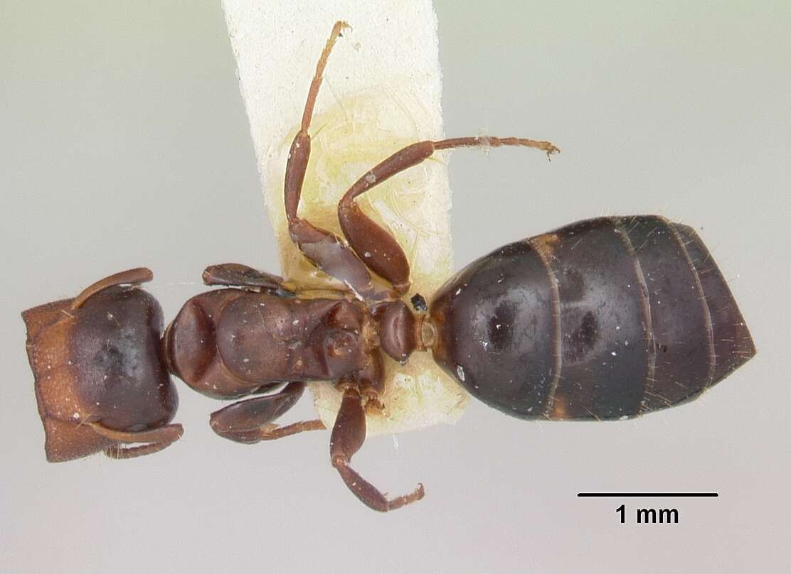 Image of Colobopsis mississippiensis