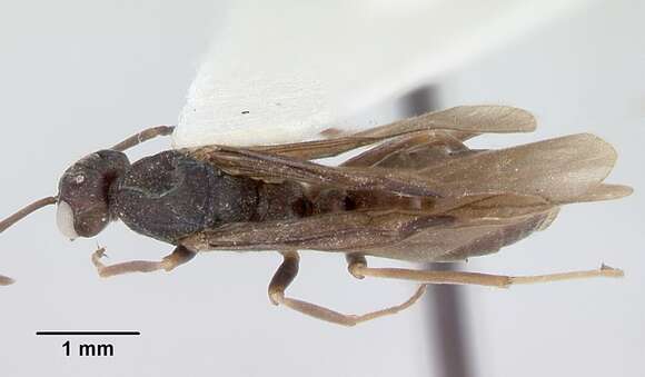 Image of Formica indianensis Cole 1940