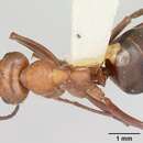 Image of Formica fossaceps Buren 1942