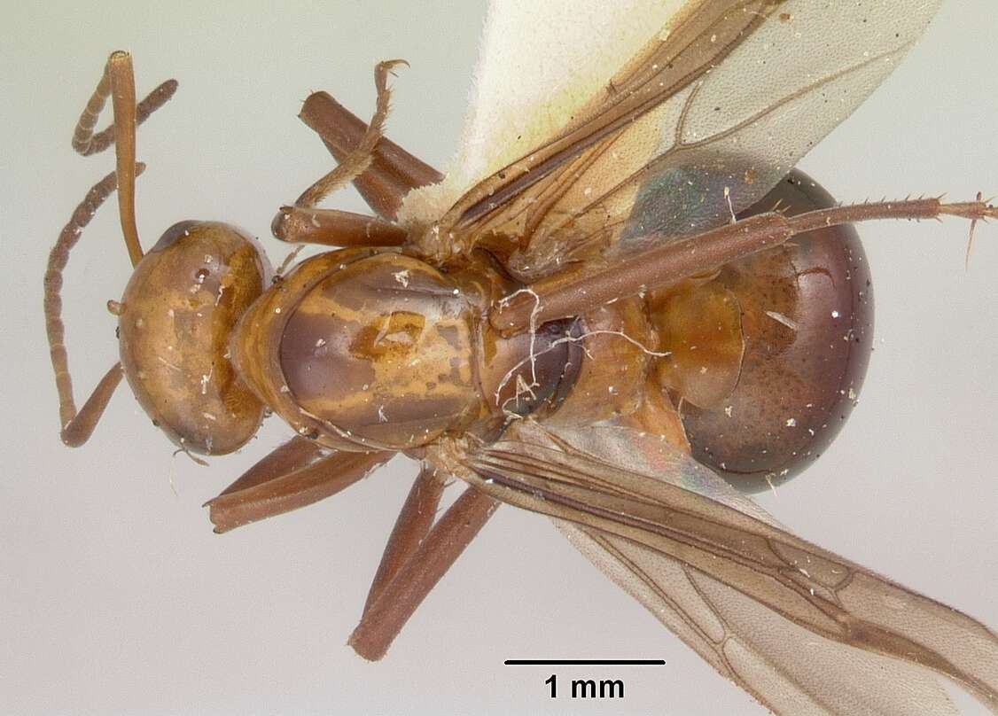 Imagem de Formica fossaceps Buren 1942
