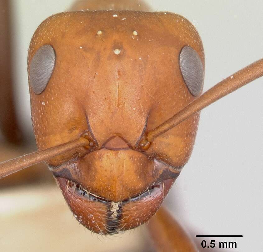 Imagem de Formica laeviceps Creighton 1940