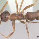 صورة Formica postoculata Kennedy & Dennis 1937