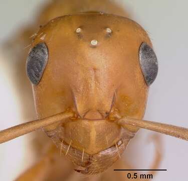 Image of Formica nepticula Wheeler 1905