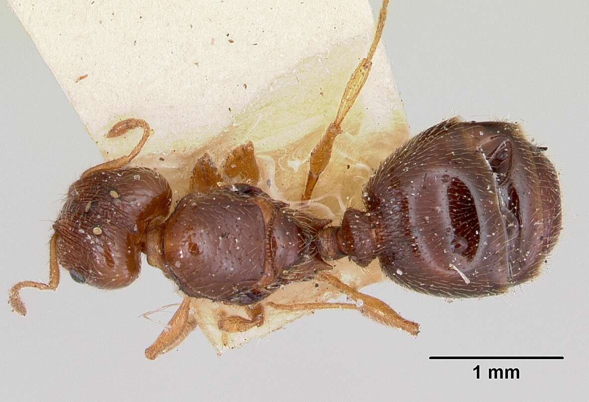 Image of Pheidole davisi Wheeler 1905