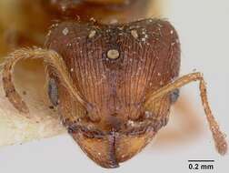 Pheidole davisi Wheeler 1905的圖片