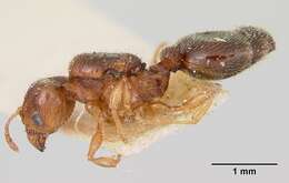 Pheidole davisi Wheeler 1905的圖片