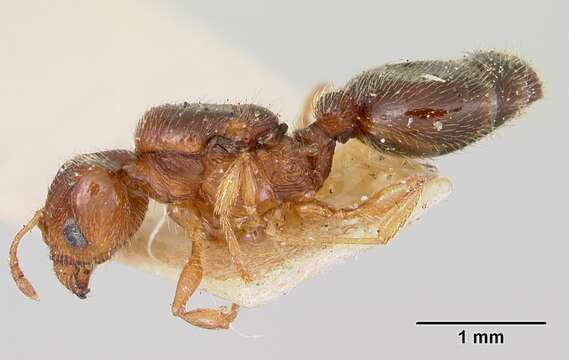 Image of Pheidole davisi Wheeler 1905