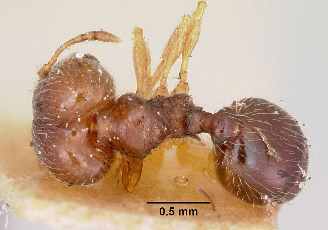 Image of Pheidole davisi Wheeler 1905