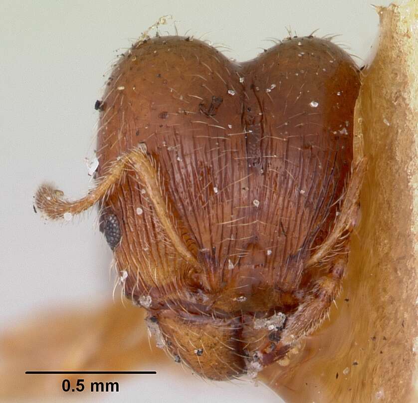 Image of Pheidole davisi Wheeler 1905