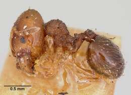 Pheidole davisi Wheeler 1905的圖片