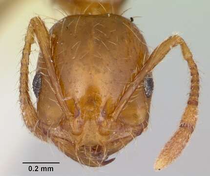 Image of Southern Fire Ant