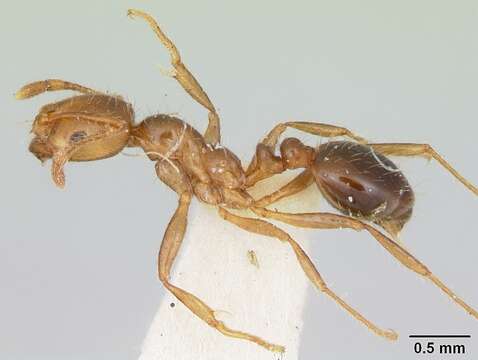 Image of Southern Fire Ant