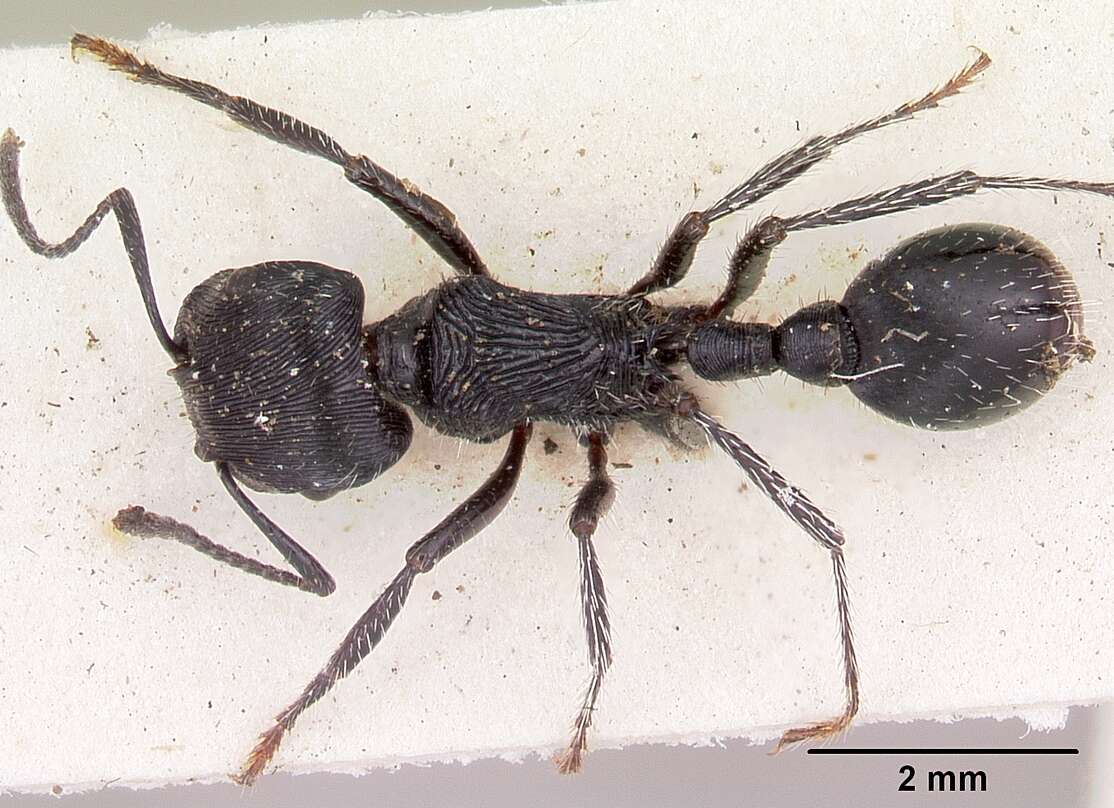 Image of Pogonomyrmex atratus Santschi 1922