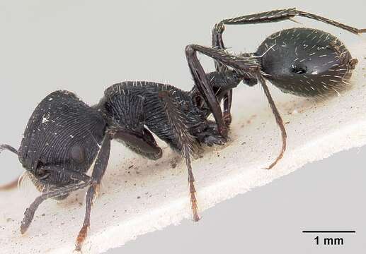 Image of Pogonomyrmex atratus Santschi 1922