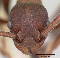 Plancia ëd Myrmica colax (Cole 1957)