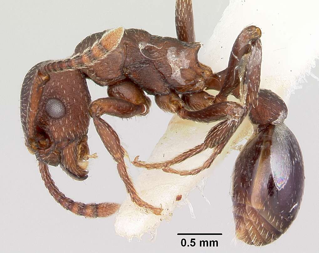 Plancia ëd Myrmica colax (Cole 1957)