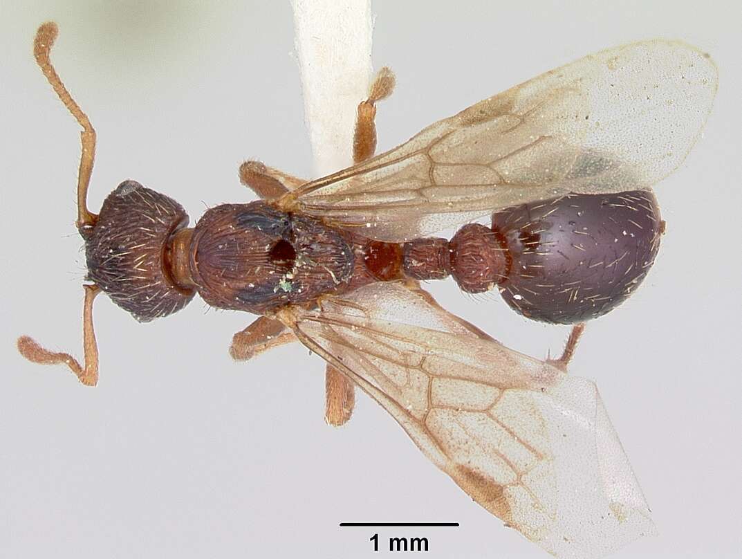 Imagem de Myrmica lobicornis Nylander 1846