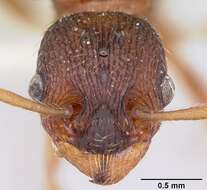 Imagem de Myrmica lobicornis Nylander 1846