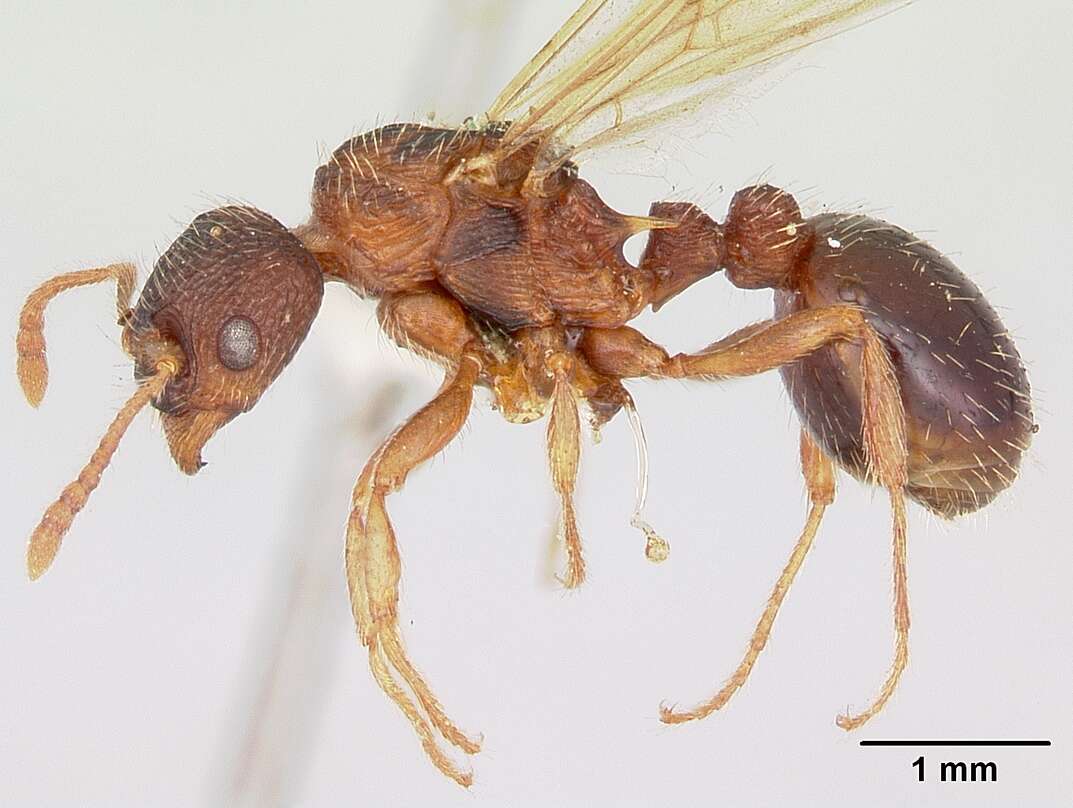 Imagem de Myrmica lobicornis Nylander 1846