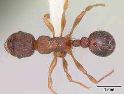 Imagem de Myrmica lobicornis Nylander 1846