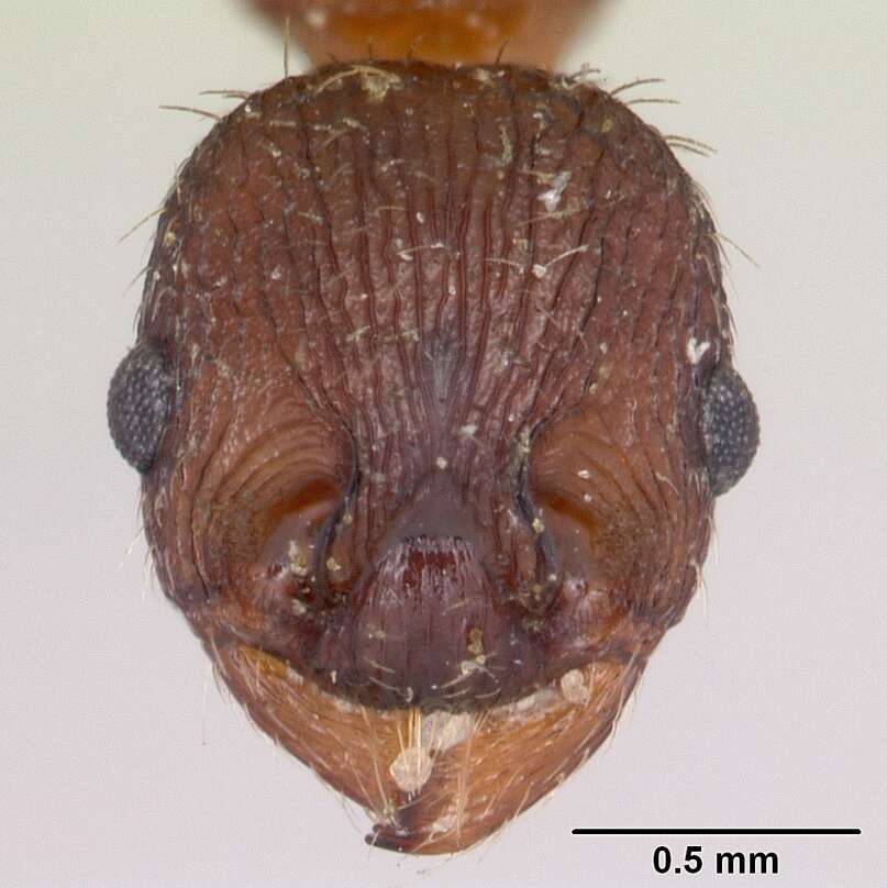 Imagem de Myrmica lobicornis Nylander 1846