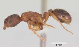 Imagem de Myrmica lobicornis Nylander 1846