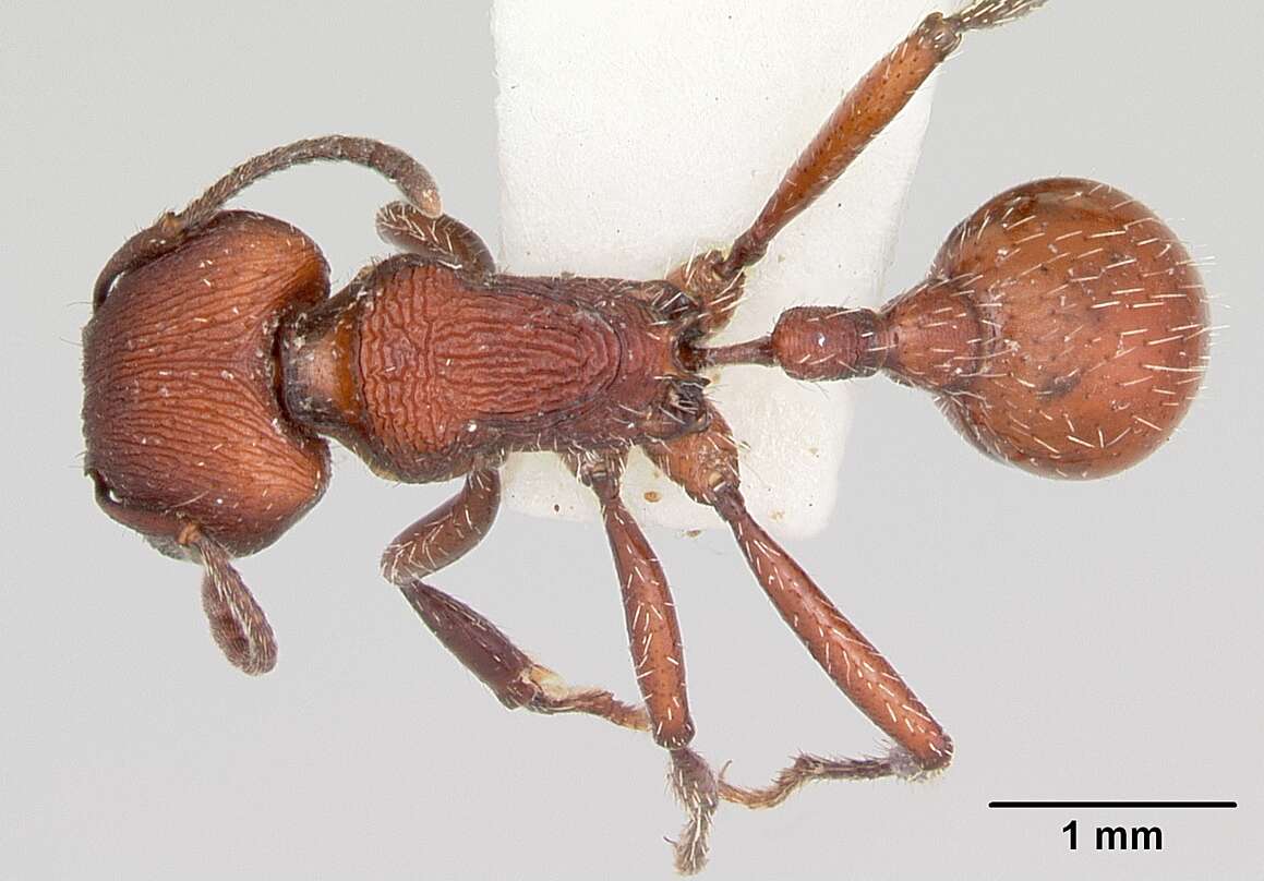 Image of Pogonomyrmex vermiculatus Emery 1906