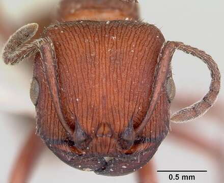 Image of Pogonomyrmex vermiculatus Emery 1906