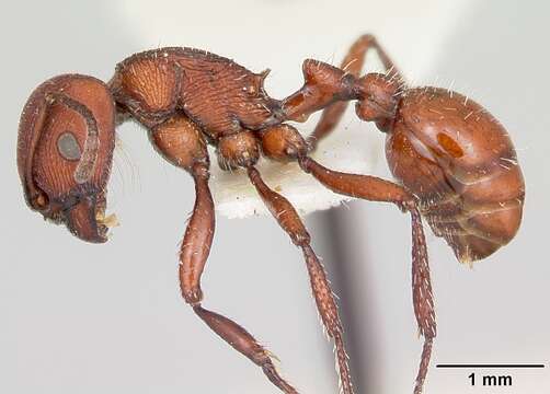 Image of Pogonomyrmex vermiculatus Emery 1906