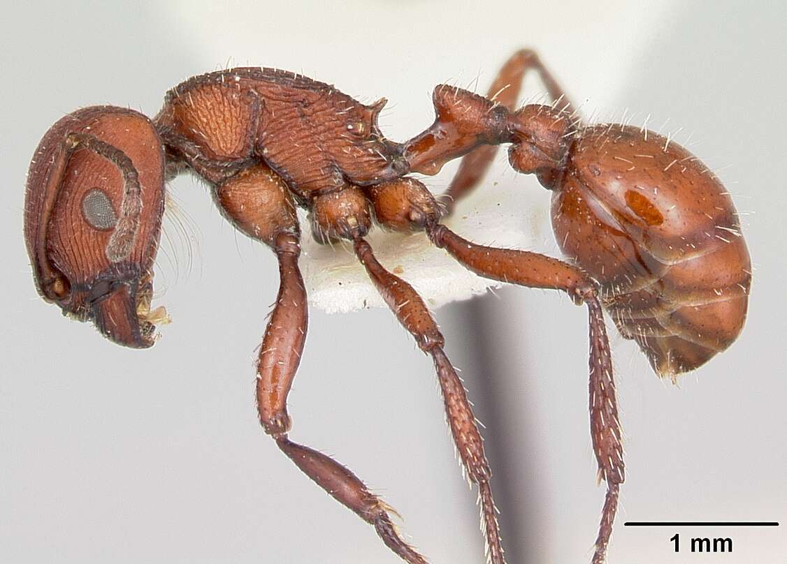 Image of Pogonomyrmex vermiculatus Emery 1906