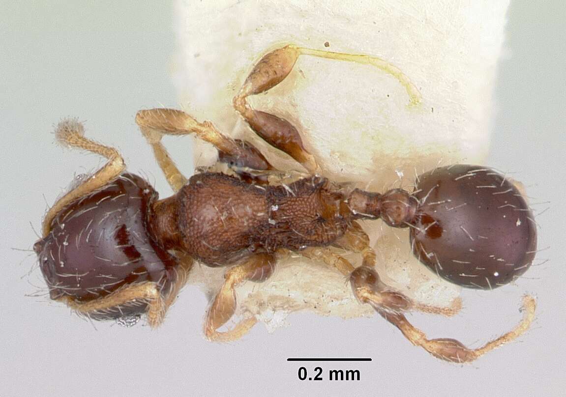 Image of Pheidole davisi Wheeler 1905